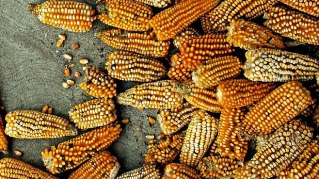 Megafusión Bayer-Monsanto: La aspirina que enferma de cáncer al campo